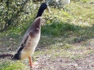 Un canard atypique, le coureur indien