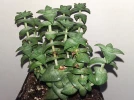 Crassule, Crassula perforata