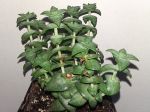 Crassula perforata ssp. perforata Crassula perforata ssp. perforata