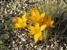 Crocus d'Ankara, Crocus ancyrensis