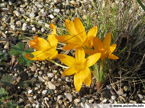 Crocus jaune d'automne, Vendangeuse, Sternbergia lutea : planter, cultiver,  multiplier