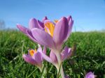 Crocus de Naples, Crocus de printemps, Crocus à grandes fleurs, Crocus de Hollande, Crocus vernus