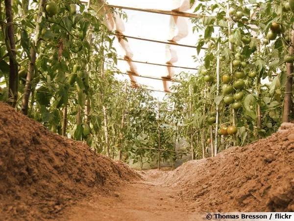 Comment cultiver les légumes sous serre ? Ici des rangs de tomates...