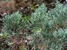 Cyprs de l'Arizona, Cyprs bleu, Cyprs glabre, Cupressus arizonica