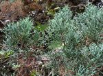 Cyprès glabre, Cupressus arizonica var. Glabra