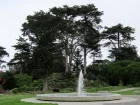 Cyprs de Lambert, Cyprs de Monterey, Cyprs  gros fruits, Cupressus macrocarpa