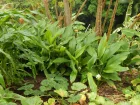 Safran des Indes, Curcuma commun, Turmeric, Curcuma longa