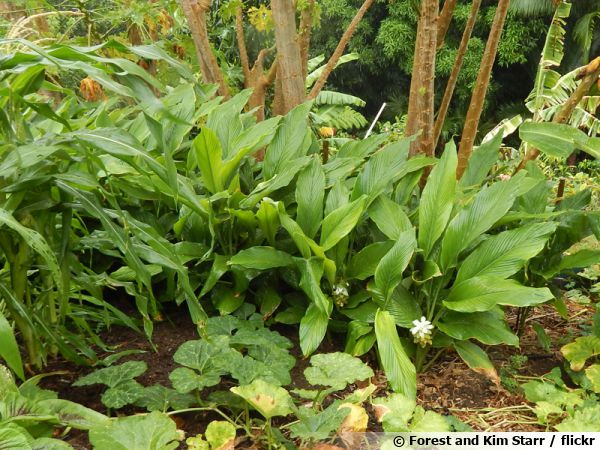 Safran des Indes, Curcuma commun, Turmeric : planter, cultiver, récolter