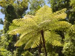 Foug�re arborescente de Cooper, Cyathea de Cooper, Cyathea cooperi
