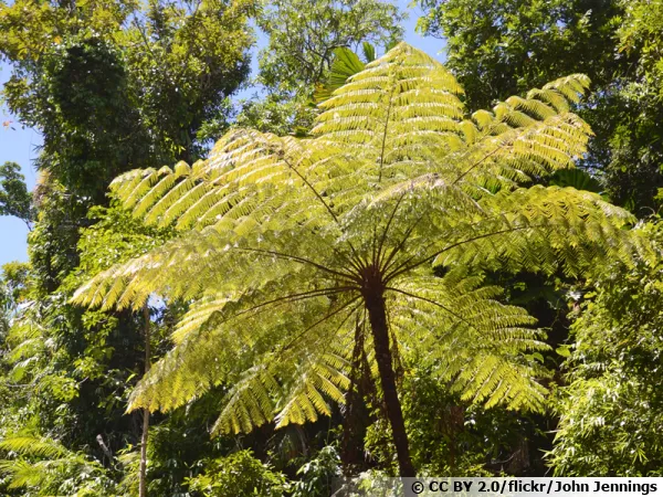 Fougère arborescente de Cooper, Cyathea de Cooper, Cyathea cooperi