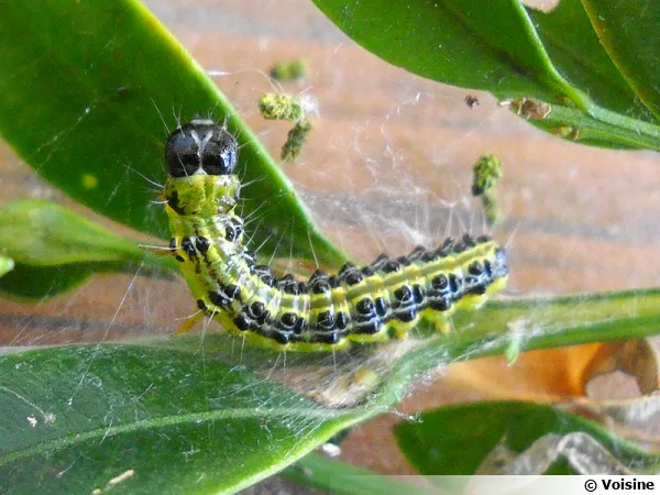 La pyrale du buis (Cydalima perspectalis), un papillon ravageur redoutable au jardin d'ornement