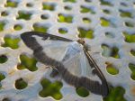Le papillon de la Pyrale du buis, Cydalima perspectalis Le papillon de la Pyrale du buis, Cydalima perspectalis