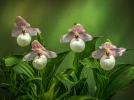 Cyprip�dium jaune, Sabot-de-V�nus jaune, Cypripedium flavum