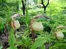 Sabot-de-V�nus du Kentucky, Cypripedium kentuckiense