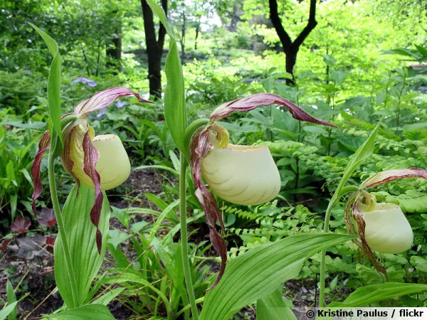 Sabot-de-Vnus du Kentucky, Cypripedium kentuckiense