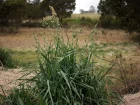 Dactyle agglomr, Dactyle pelotonn, Dactylis glomerata