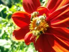 Dahlia carlate, Dahlia coccinea