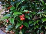 Danae racemosa, le laurier d'Alexandrie en fruits