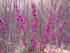 Bois joli, Bois gentil, Faux garou, Mzreon, Laurole gentille, Daphne mezereum