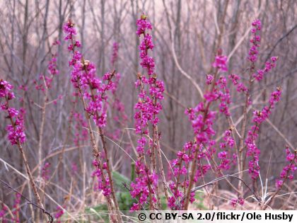 Bois-joli (Daphne mezereum) : un arbuste � la floraison hivernale parfum�e
