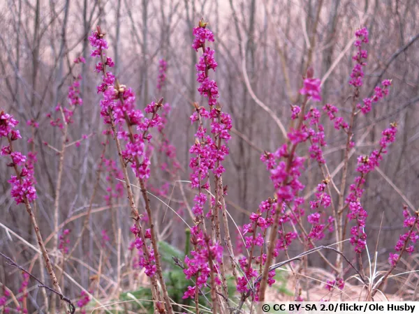 Bois joli, Bois gentil, Faux garou, Mézéreon, Lauréole gentille, Daphne mezereum