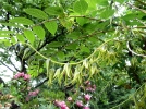 Arbre aux haricots bleus, Decaisnea fargesii