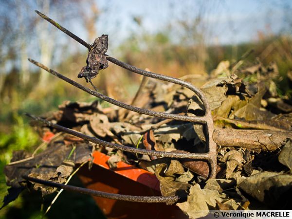 Les déchets verts et l'exportation de la biomasse