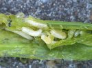 La mouche de l'oignon : un redoutable ravageur du potager