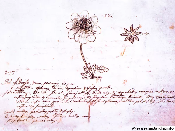 Extrait du journal de voyage de Linné en Laponie, description d'un Dryas.
