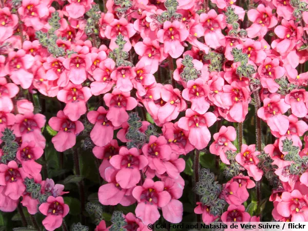 Diascie, Diascia fetcaniensis