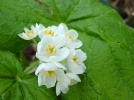 Plante squelette, Fleur de verre, Diphylleia grayi