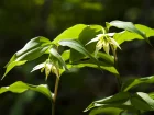 Cloche des fes de Shandong, Disporum petit lis, Disporum smilacinum