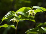 Cloche des fées de Shandong, Disporum petit lis, Disporum smilacinum Cloche des fées de Shandong, Disporum petit lis, Disporum smilacinum