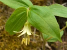 Cloche des f�es, Goutte d'or, Disporum trachycarpum