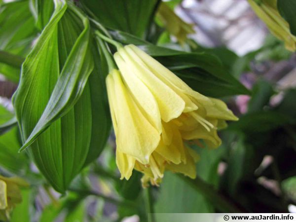 Cloche des fées de Corée, Cloche des Fées à fleurs jaunes, Disporum  uniflorum : planter, cultiver, multiplier