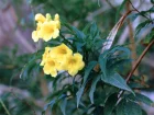 Bignone griffe de chat, Liane patate, Doxantha unguis-cati