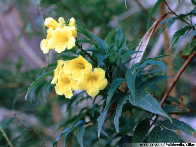 Bignone griffe de chat, Liane patate, Doxantha unguiscati planter, cultiver, multiplier Bignone griffe de chat, Liane patate, Doxantha unguiscati planter, cultiver, multiplier