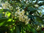 Drimys de Winter, Cannelle de Magellan, Drimys winteri