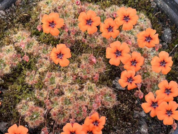 Avec Serge Lavayssire, un passionn de plantes carnivores