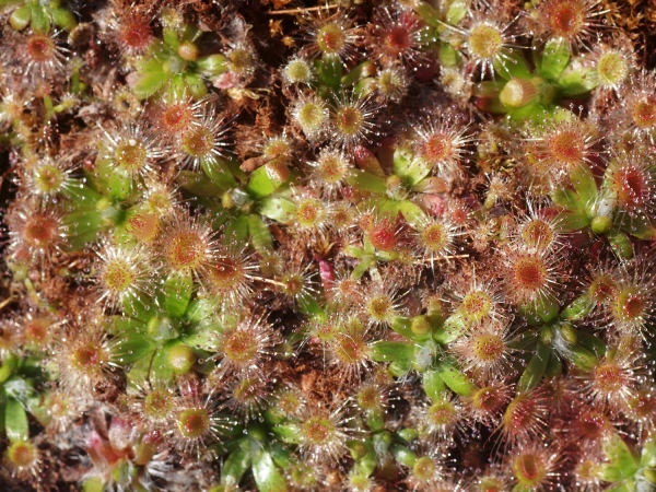 Drosera pulchellus