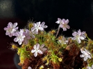 Les drosras pygmes, de petits bijoux parmi les plantes carnivores