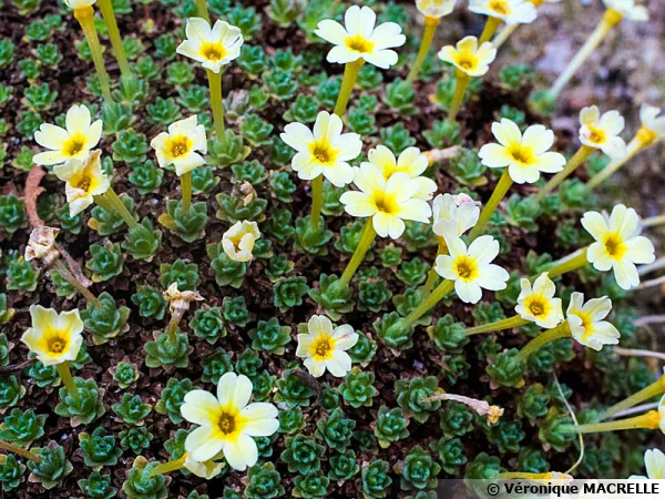 Dyonisa curviflora xtapetodes