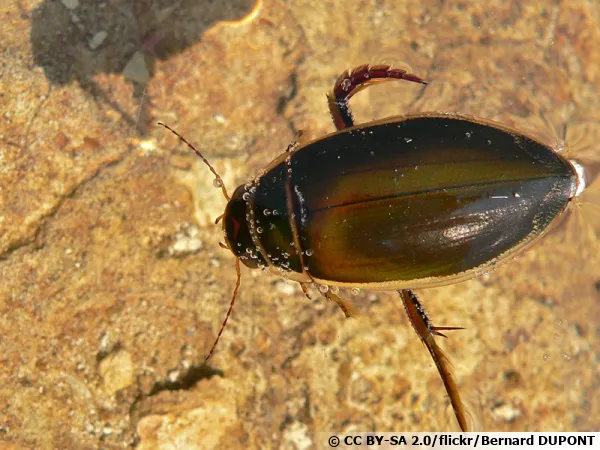 Le Dytique bord, Dytiscus marginalis, est l'une des plus communes et des plus remarquables
