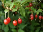 Elaeagnus multiflora, Goumi du Japon, Chalef