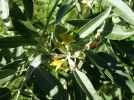 Olivier de Bohme, Elagnus, Chalef  feuilles troites, Eleagnus angustifolia