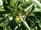 Olivier de Bohme, Elagnus, Chalef  feuilles troites, Eleagnus angustifolia