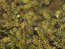 Elod�e du Canada, Peste d'eau, Elodea canadensis