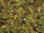 Elod�e du Canada, Peste d'eau, Elodea canadensis