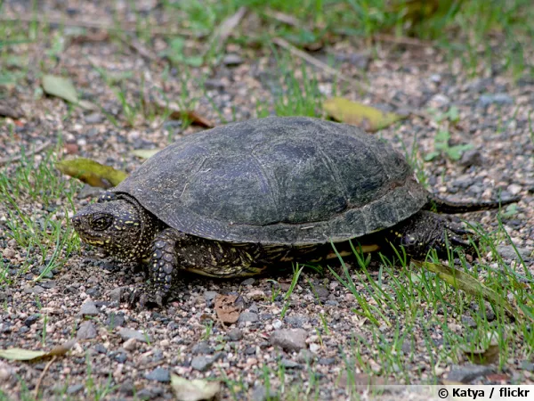 La cistude d'Europe, une tortue protge