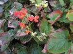 Fleur des elfes Warleyense, Epimedium x warleyense Fleur des elfes Warleyense, Epimedium x warleyense